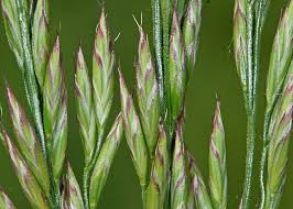Attēlu rezultāti vaicājumam “Festuca pratensis”