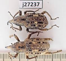 Attēlu rezultāti vaicājumam “Curculionidae”