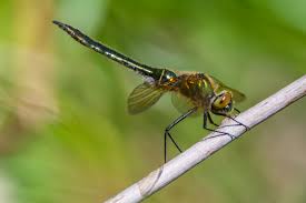 Attēlu rezultāti vaicājumam “Cordulia aenea”