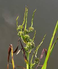 Attēlu rezultāti vaicājumam “Sparganium neglectum fruit”