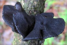 Attēlu rezultāti vaicājumam “Exidia glandulosa”