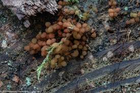 Attēlu rezultāti vaicājumam “Badhamia utricularis stalked”