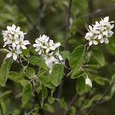Attēlu rezultāti vaicājumam “Amelanchier spicata flower”