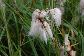 Attēlu rezultāti vaicājumam “Eriophorum latifolium flower”