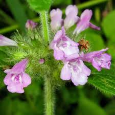 Attēlu rezultāti vaicājumam “Clinopodium vulgare”