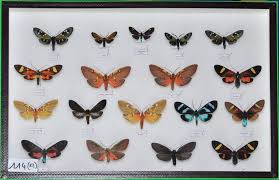 Attēlu rezultāti vaicājumam “Arctiidae”