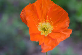 Image result for Papaver nudicaule