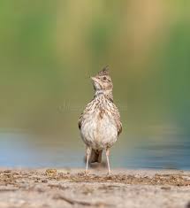 Attēlu rezultāti vaicājumam “Galerida cristata adult”