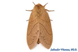 Attēlu rezultāti vaicājumam “Lasiocampidae”