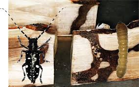 Attēlu rezultāti vaicājumam “Criocephalus rusticus”