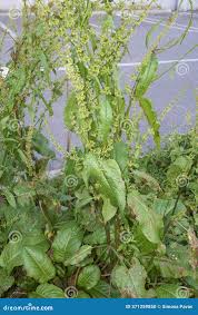 Attēlu rezultāti vaicājumam “Rumex obtusifolius”