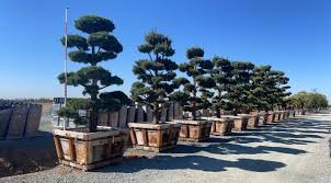 Attēlu rezultāti vaicājumam “Pinus sylvestris”