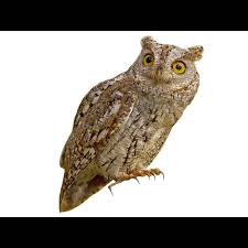 Image result for Otus scops