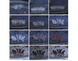 Attēlu rezultāti vaicājumam “Stemonitis fusca spores”