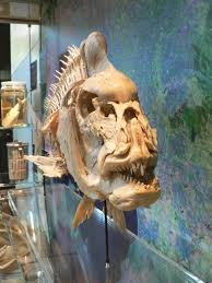 Image result for Pagrus auratus