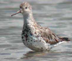 Image result for Calidris tenuirostris