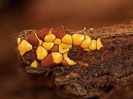 Attēlu rezultāti vaicājumam “Perichaena depressa”