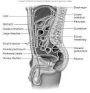 The inside layer of <b>peritoneum</b>