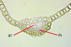 Attēlu rezultāti vaicājumam “Didymodon tophaceus sporophyte”