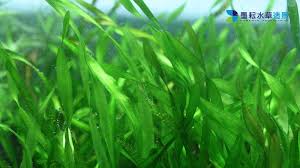 「扭蘭」的圖片搜尋結果