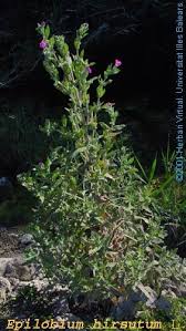Attēlu rezultāti vaicājumam “Epilobium hirsutum leaf”