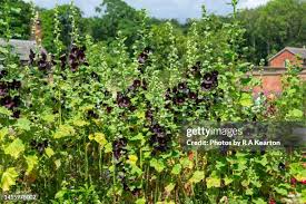 Image result for Alcea (althaea) rosea