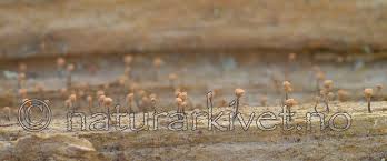 Attēlu rezultāti vaicājumam “Sclerophora coniophaea”