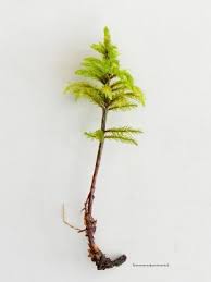 Attēlu rezultāti vaicājumam “Isothecium alopecuroides”