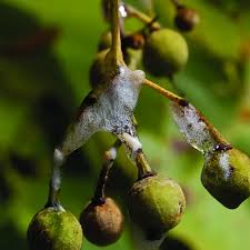 Attēlu rezultāti vaicājumam “Philaenus spumarius”