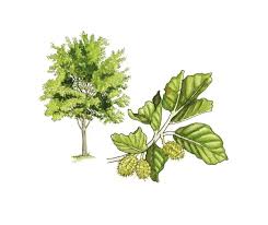 Attēlu rezultāti vaicājumam “Fagus sylvatica flower”