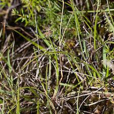 Attēlu rezultāti vaicājumam “Danthonia decumbens fruit”