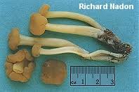 Attēlu rezultāti vaicājumam “Leotia lubrica”