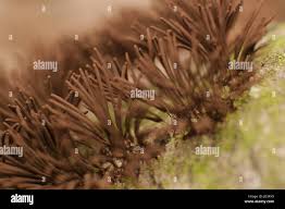 Attēlu rezultāti vaicājumam “Stemonitis marjana macro”