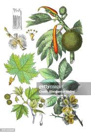 Attēlu rezultāti vaicājumam “Ulmus glabra fruit”