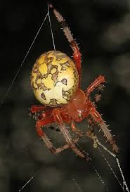 Attēlu rezultāti vaicājumam “Araneus marmoreus”