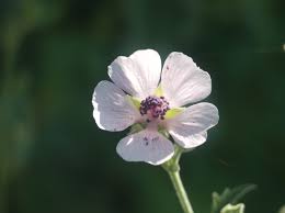 Attēlu rezultāti vaicājumam “Malvaceae”