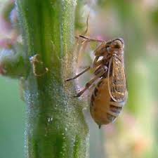 Attēlu rezultāti vaicājumam “Javesella pellucida female”