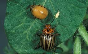 Attēlu rezultāti vaicājumam “Leptinotarsa decemlineata”