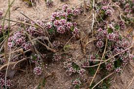 Attēlu rezultāti vaicājumam “Glaux maritima flower”
