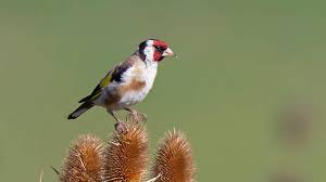 Attēlu rezultāti vaicājumam “Carduelis carduelis”