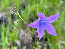 Image result for Campanula patula
