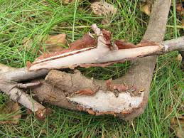 Attēlu rezultāti vaicājumam “Vuilleminia comedens”