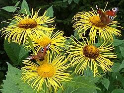 Image result for Telekia speciosa