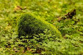 Attēlu rezultāti vaicājumam “Hypnum cupressiforme sporophyte”