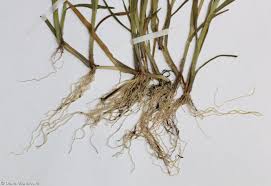 Image result for rosa aquatica