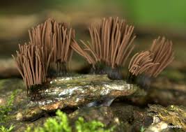 Attēlu rezultāti vaicājumam “Stemonitidaceae”