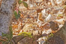 Attēlu rezultāti vaicājumam “Troglodytes troglodytes nest”