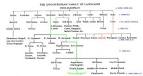 Indo-European Family Of Languages chronological flowchart