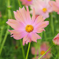 Image result for Schmuckkörbchen