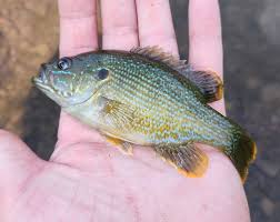Image result for Lepomis cyanellus